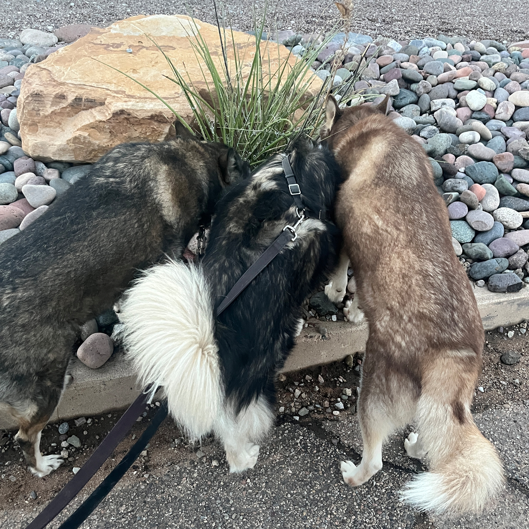 Three dogs huddled together sniffing a bush.